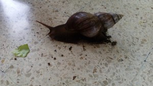 Schnecke1